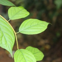 Celastrus paniculatus Willd.